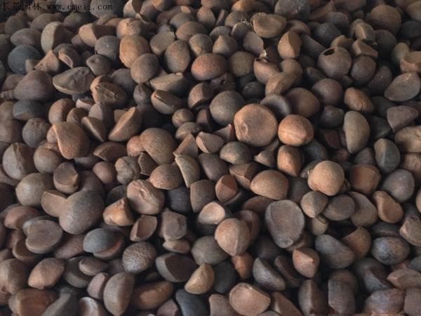 油茶种子挑选方法