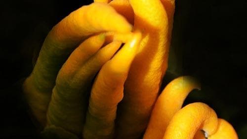 佛手的功效与作用、禁忌和食用方法