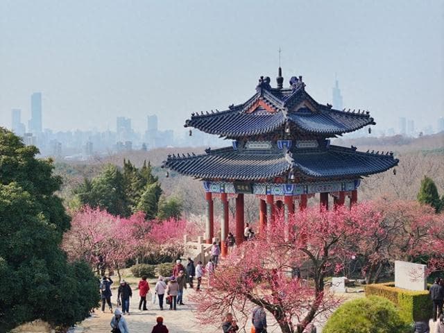 南京梅花山：雨水节气下的绚烂盛宴，邀你共赏春日绝美画卷