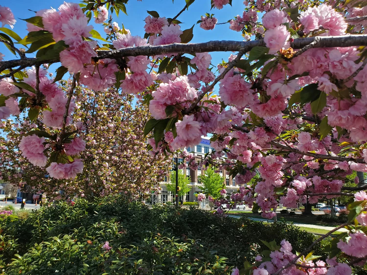 五大道：天津历史文化的打卡圣地