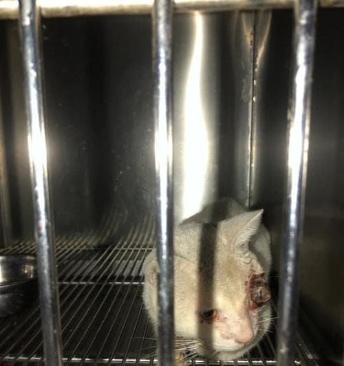 猫咪眼部创伤应对指南：从症状识别到专业治疗