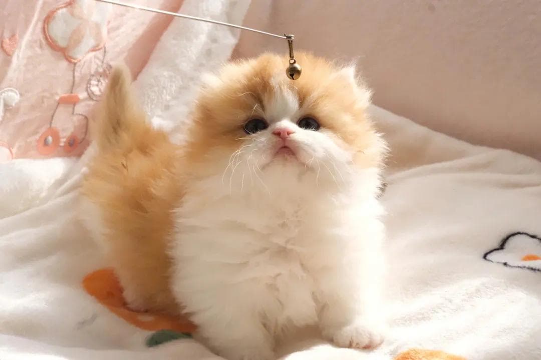 猫咪牙齿断了怎么办？原因、影响与处理方法全解析