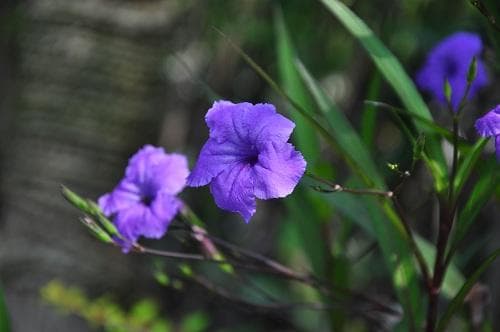 耐高温又耐水湿，翠芦莉成园林绿化新宠