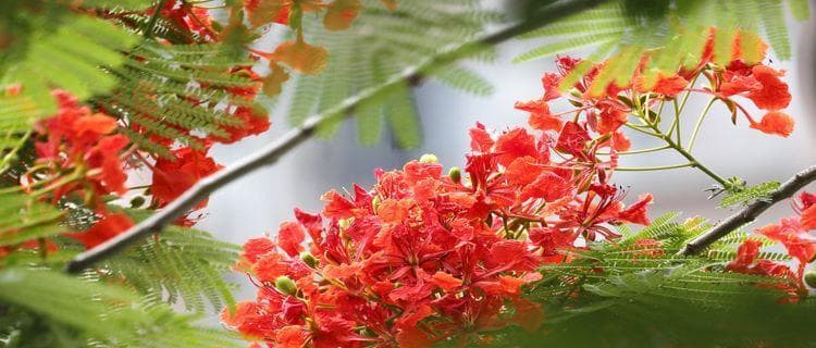 凤凰花象征什么？它的花语和文化意义是什么？