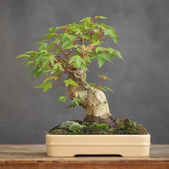 红枫树的种植方法和注意事项