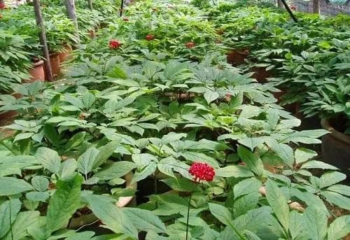 人参重茬栽培技术