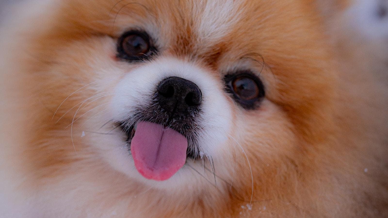 博美犬的性格特点及养护指南