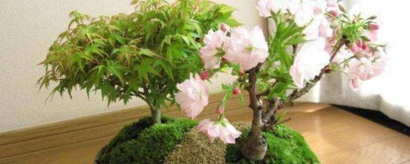 养樱花树的条件，必须要合理的进行浇水