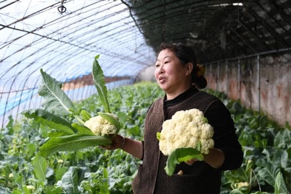 大棚经济 奏响沈阳大地的幸福欢歌