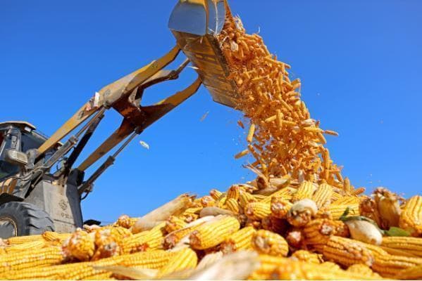 我国玉米进口环比同比均大幅下降，国际市场传导影响趋弱