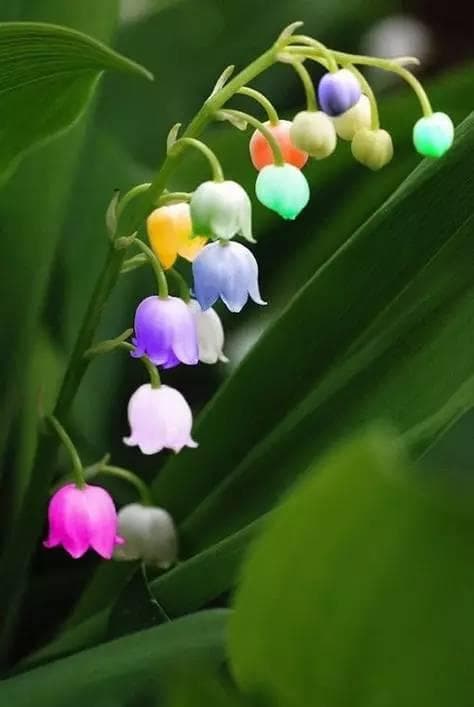 铃兰花种植全攻略：从选种到养护的详细指南