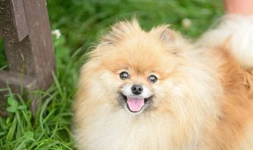博美犬养护全攻略