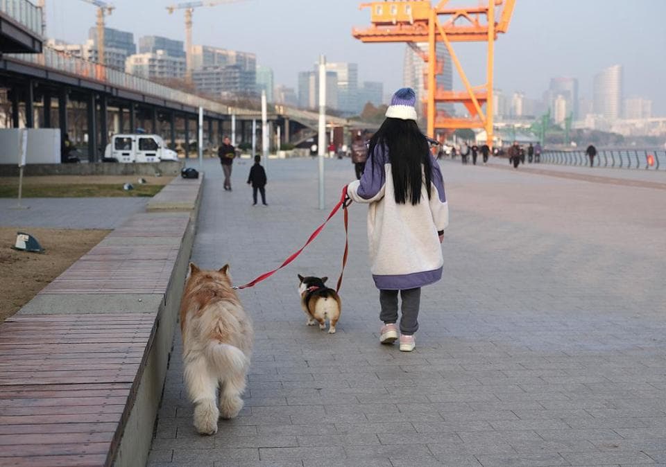 上海两会快评：提升管理精细化水平，打造“宠物友好城市”