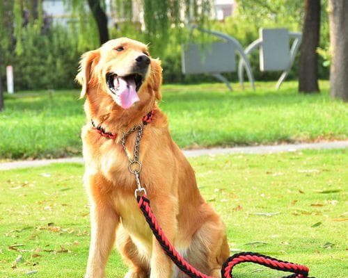 养宠物，泰迪与拉布拉多哪个更适合（比较两种犬种的特点和养护方式）