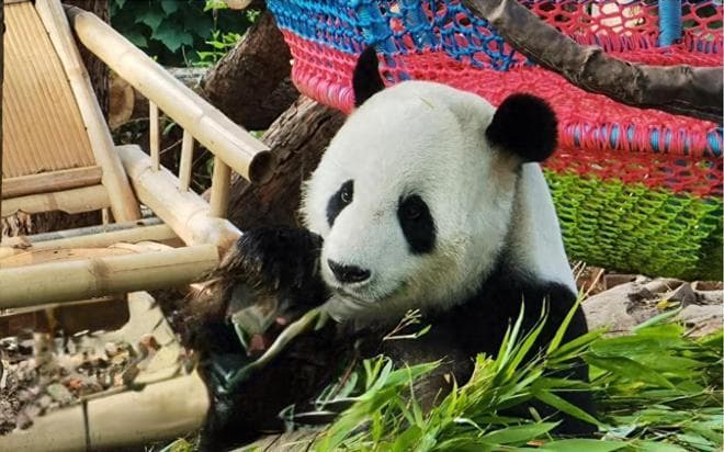 史上"最凶残"的大熊猫，连伤4人之后饲养员怒了：它也很委屈！