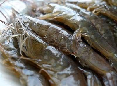 南美白对虾温室养殖过程中需要注意的技术点有哪些？