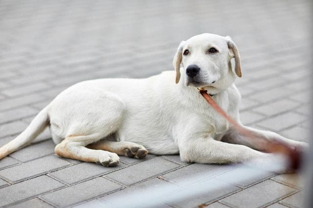 拉布拉多犬：从起源到健康全解析