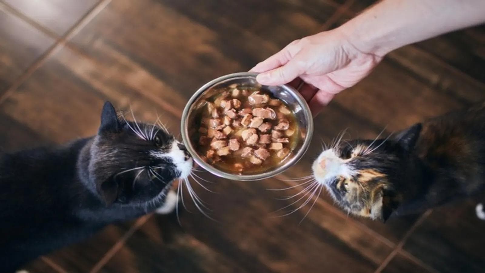 爱猫人士必看！给家里的猫自制鲜食食谱