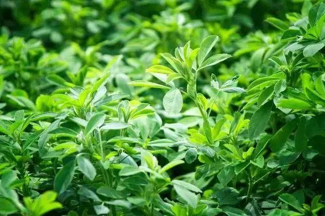 话说苜蓿：从“牧草之王”到餐桌上的美味