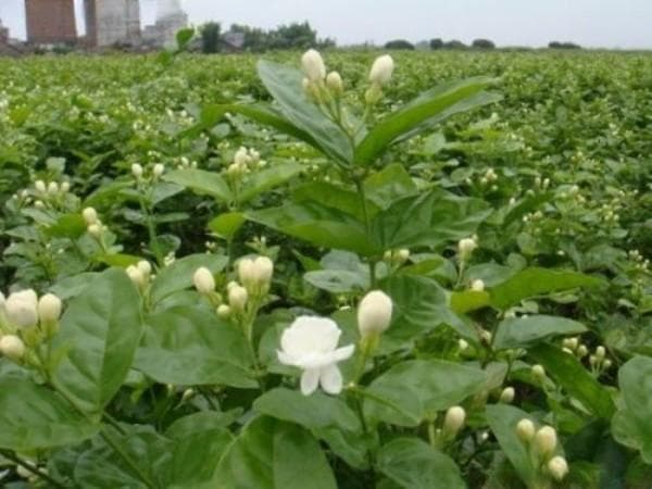 春夏季节这些花开得很旺 好看又好养