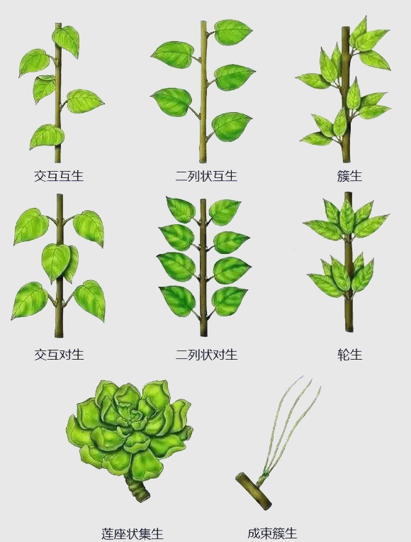 深入了解植物叶子的多种形态术语