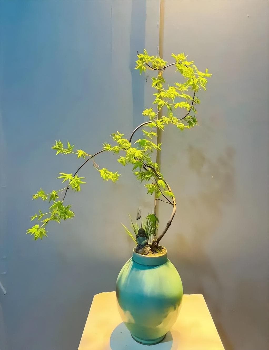 流泉枫养殖方法和注意事项