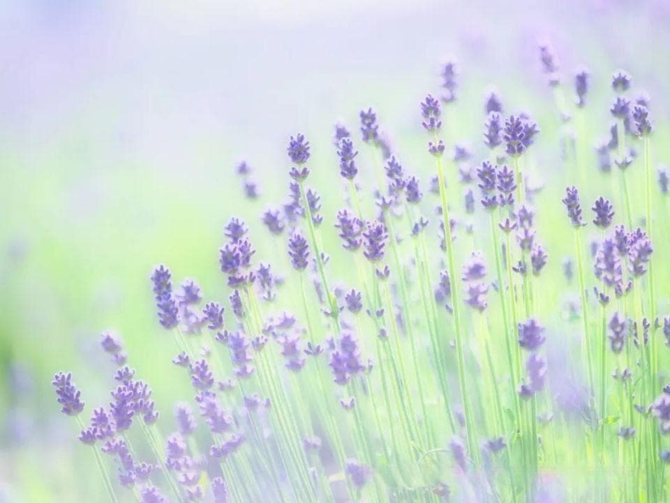专业摄影师教你：如何拍出令人惊艳的薰衣草照片
