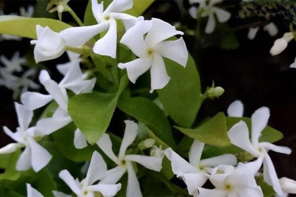 茉莉花几天浇一次水？