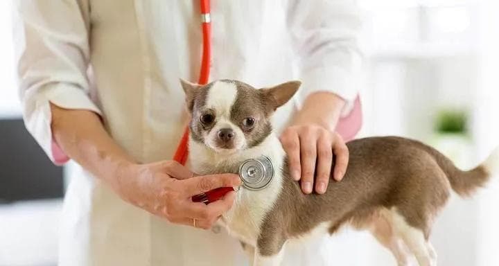 如何辨别狗狗是否生病？（宠物主人必看的15个病症指标）