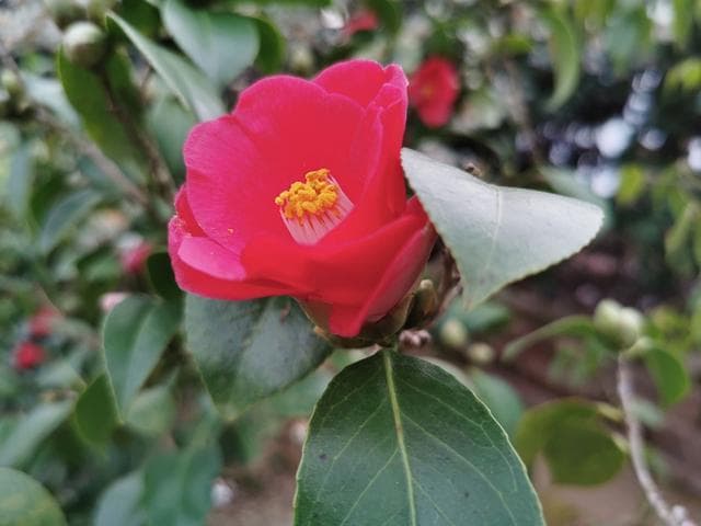 山茶花花语象征与寓意：永恒的爱、理想的美、坚贞不渝