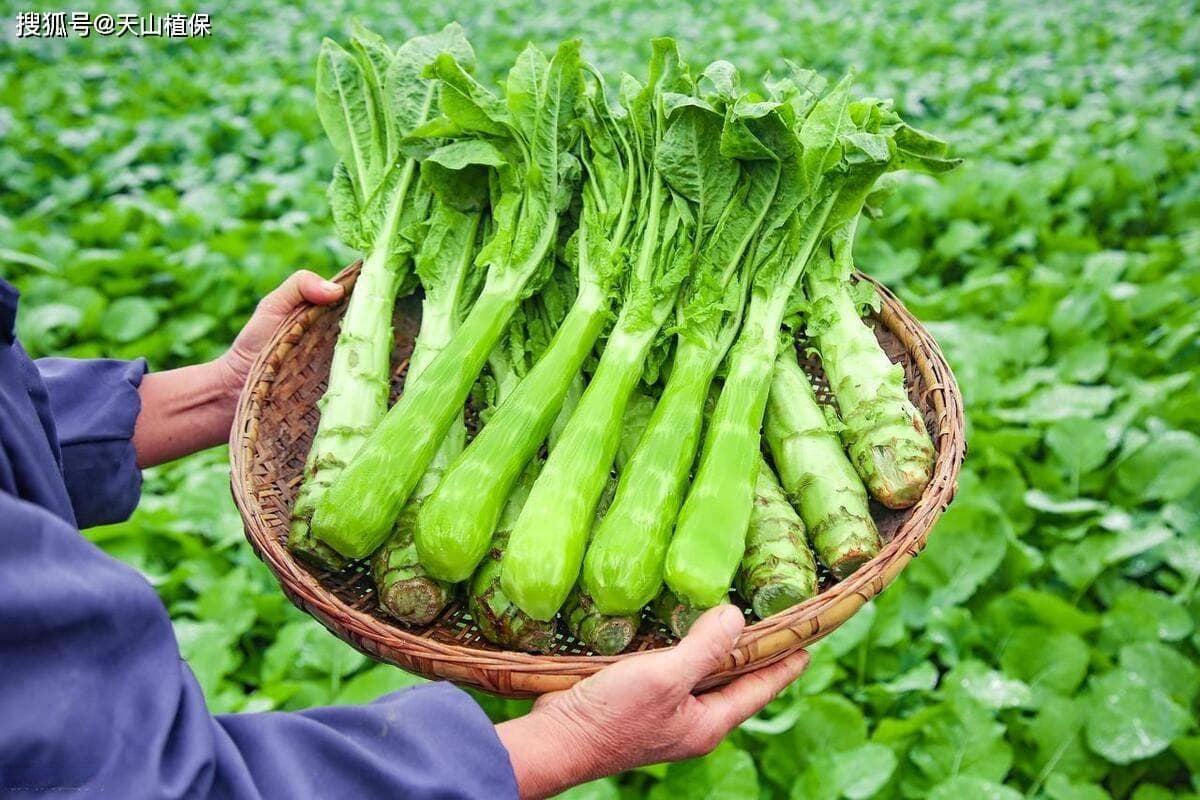 莴笋种植全程指南：水肥管理与病虫害防治是关键