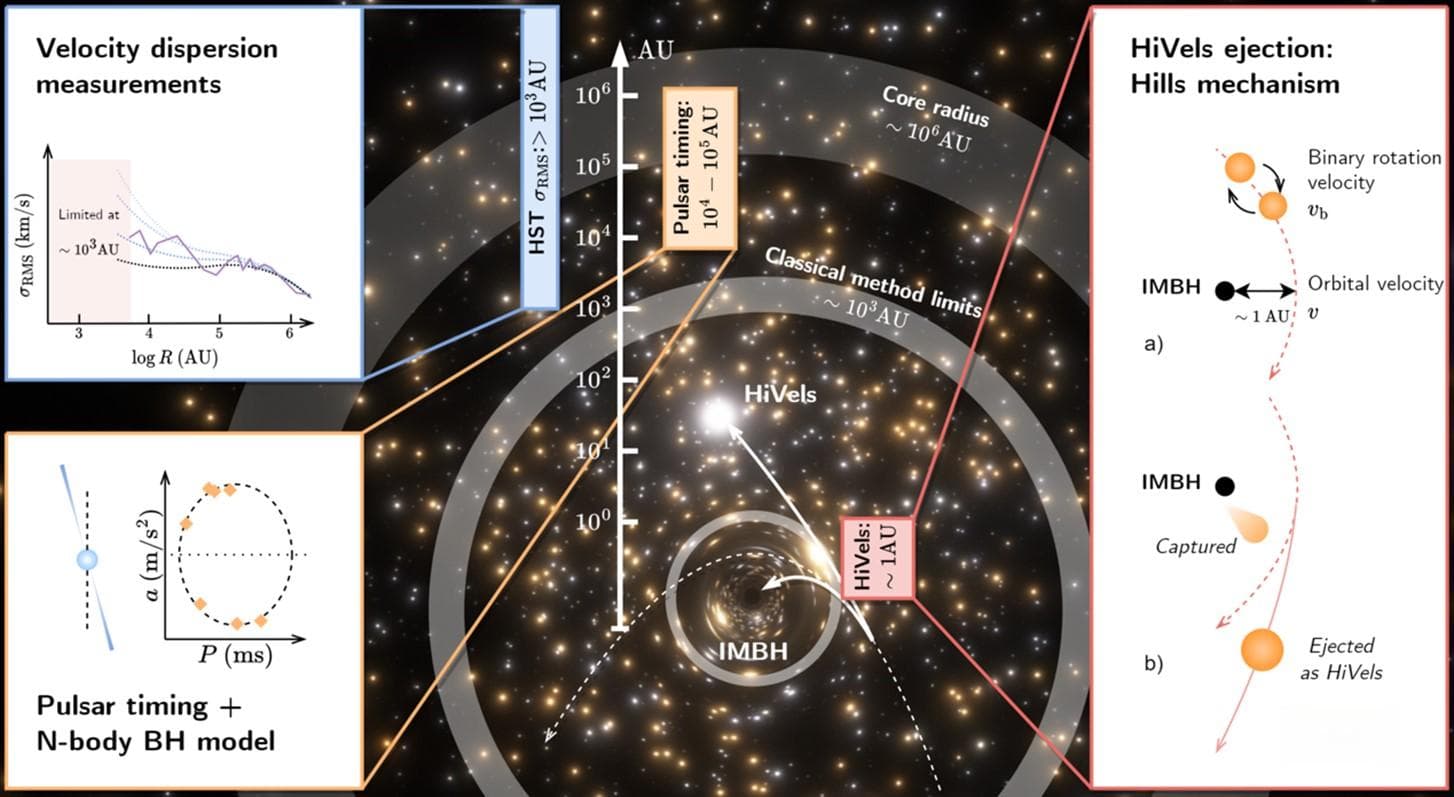 来自球状星团的逃逸之星：中等质量黑洞存在证据链的最后一环