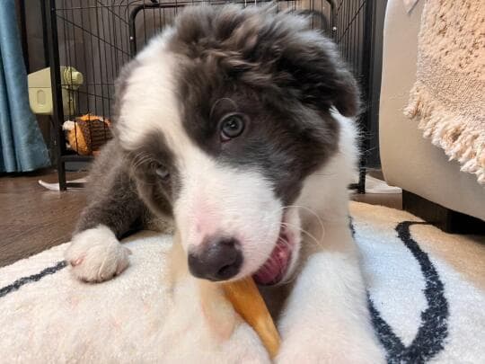 如何正确选择狗狗磨牙零食？全方位详解！