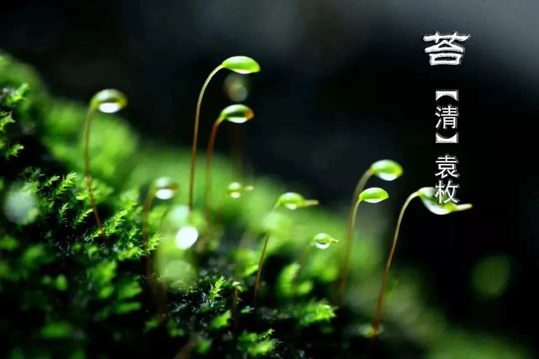 袁枚《苔》赏析：赞美生命的顽强与坚韧