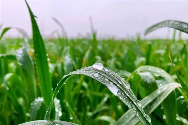 雨前麦与雨后麦的区别，所含水分不同