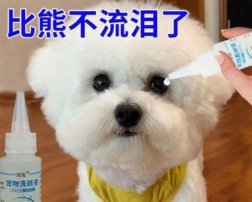 博美犬泪痕严重怎么办？10个实用解决方案帮你轻松应对