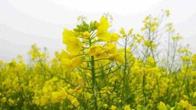春季养肝全攻略：六大实用方法，让你脸色红润白净