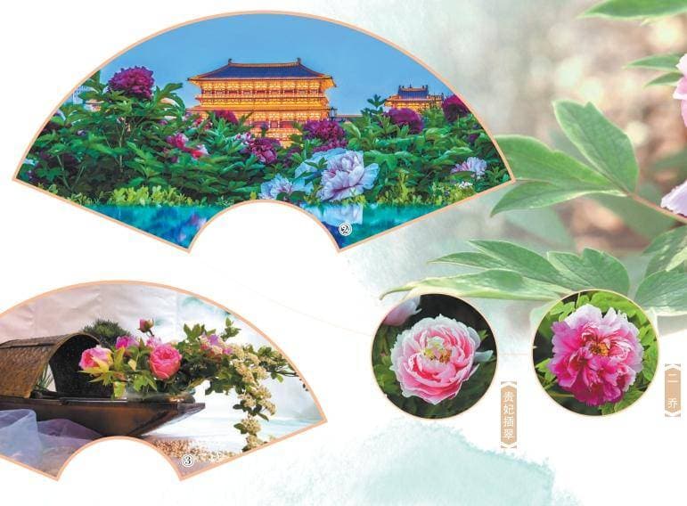 人民日报：河南洛阳举办牡丹文化节 又到牡丹花开时