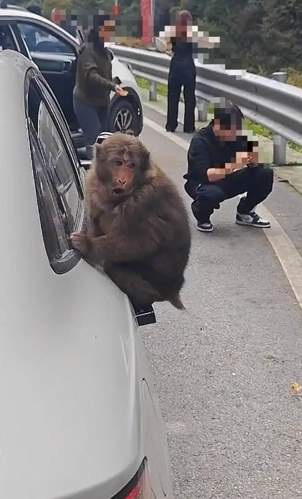 “人兽冲突”如何化解？投喂野生动物是爱还是害？专家：邻居间更要有“边界感”