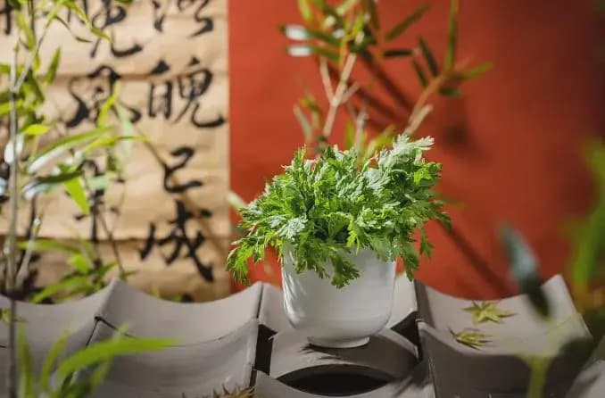茼蒿菜：帕金森病患者的营养新选择
