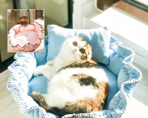 打造温馨舒适的宠物窝（让猫咪喜欢窝着的7个技巧）