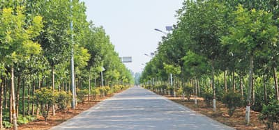 路旁种树 绿满沿途