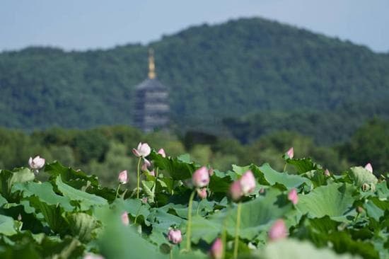 杭州：科技创新引领中国式现代化的生动实践