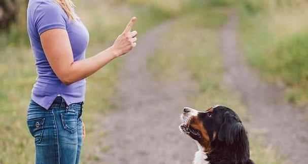 法斗犬训练指南：从基础到进阶的全面训练技巧