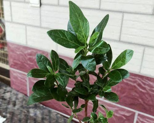四季杜鹃花的浇水之道（春夏秋冬浇水不同，如何管理杜鹃花？）