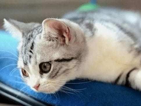 猫咪绝育：宠物主人必知影响与事项