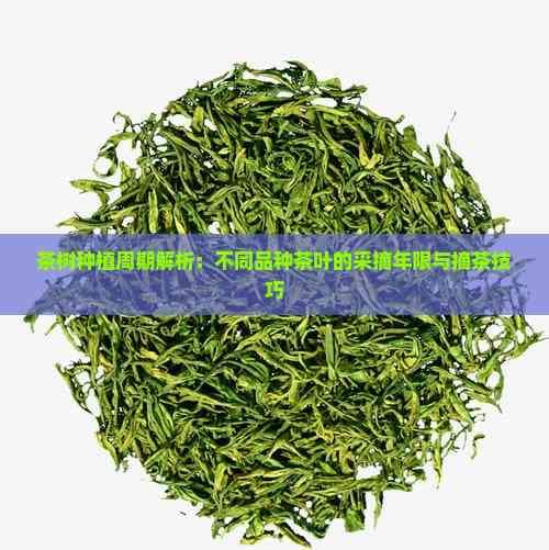 茶树种植周期与采摘技巧详解：从幼苗到成熟，不同品种茶叶的最佳采摘时机