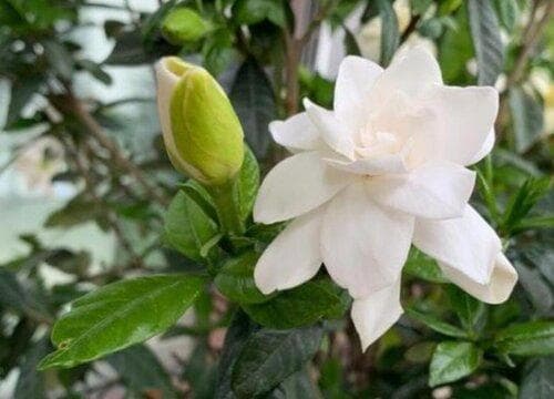 栀子花什么时候开花？花期及种植要点全解析