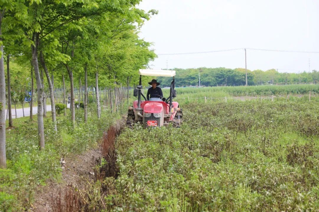 寒尽春来万物生，金汇镇一年一季的春耕进行中……
