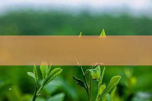 绞股蓝与普洱茶的组合是否有助于减肥？